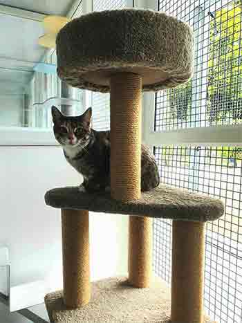 Cat peeking out from the middle platform of a cat tree