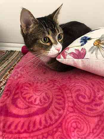 Pretty cat snuggling into soft throws and cushions