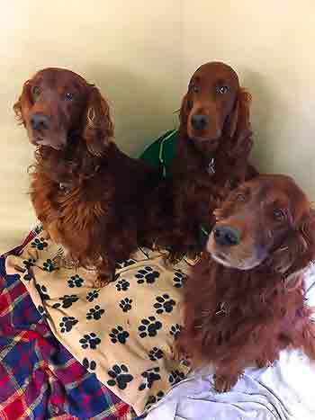 Three dogs sitting together on their pile of comfy dog beds and throws