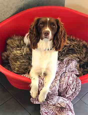 A dog lying in his corner bed on a faux fur cushion and soft throw