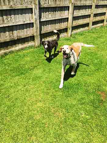 2 dogs running together