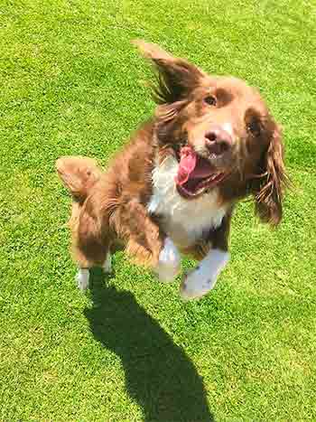 Dog jumping towards the camera and us joyfully
