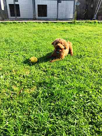 Dog playing with Kong toy