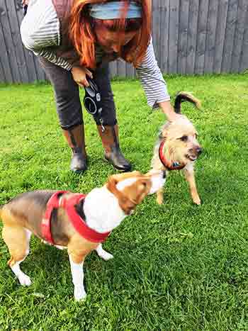 Jane comforting two dogs while out for exercise on the grass