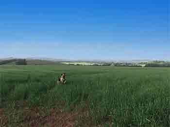 Blue skies over a dog running on the fields at Gentian Hill