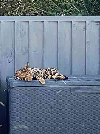 Pet cat having a catnap outside in the sunshine